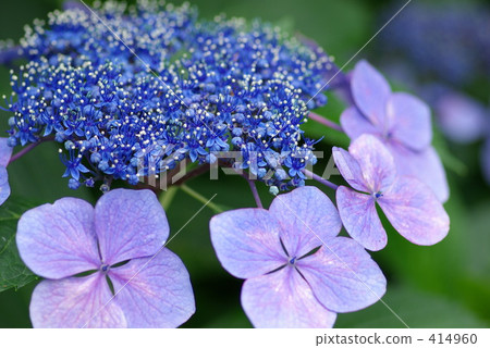 Hakuji hydrangea blooms 414960