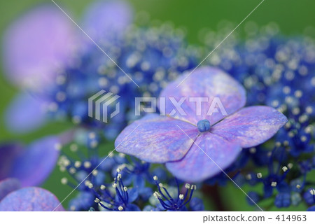  Gaku hydrangea 414963