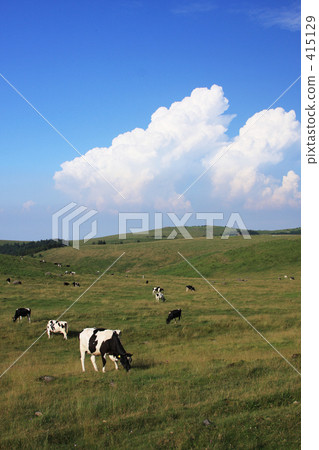 Cattle in the plateau Cattle in the plateau 415129