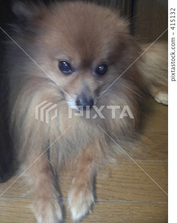 Dog Dog 415132