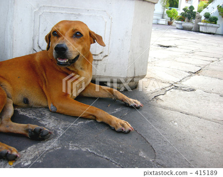 Thai dog Thai dog 415189