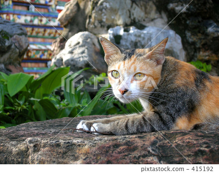 Cat in a Thai temple 415192