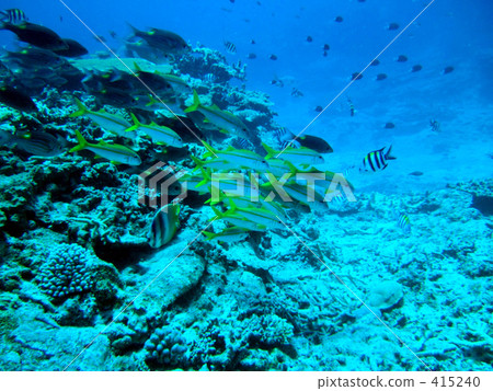 eye level, tropic, tropical 415240
