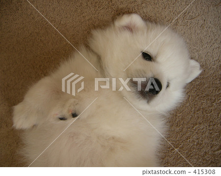 橡膠根···。 415308