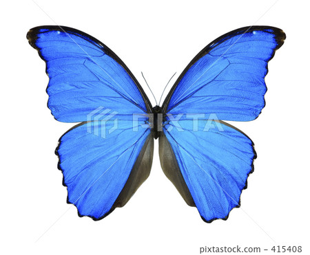 Ddeius morpho蝴蝶 415408