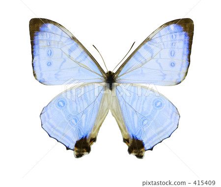 Mofo·Scowsky蝴蝶 415409