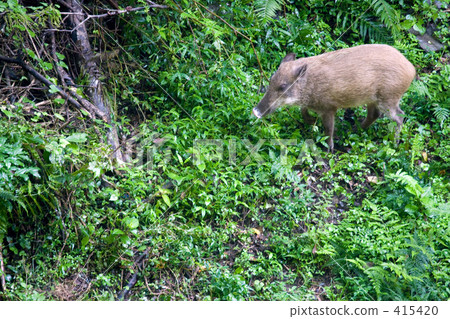 Wild Boar Appearance 415420