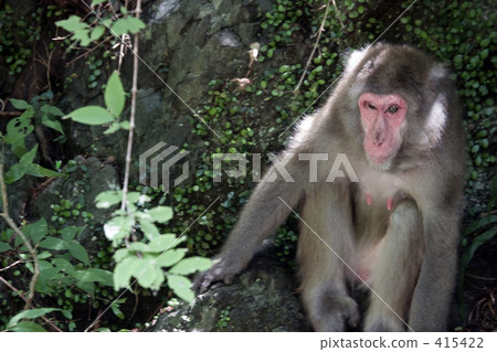 An old monkey 415422