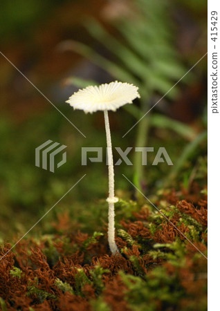 Fox no Harunasa Fox no Harunasa 415429