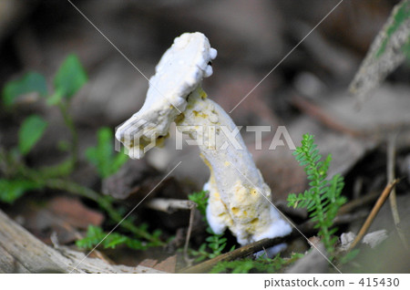 Rare kind mushrooms Rare kind mushrooms 415430