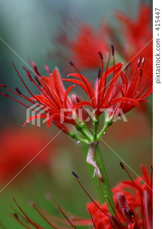 cluster amaryllis, red, pistil 415447