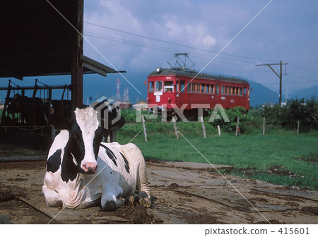 Cattle and trains 415601