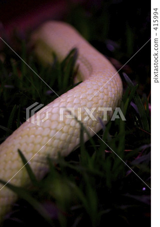 Moving white snakes 415994