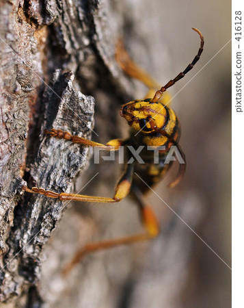Trough Kamikiri 416128