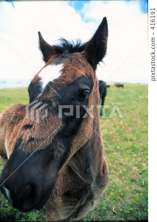 Hokkaido ranch horse 416191