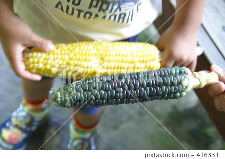 Black Corn Black Corn 416331