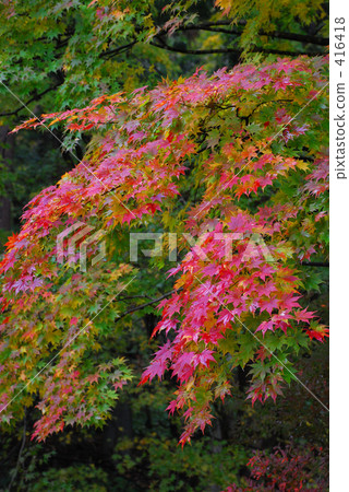 多雨湯秋葉 416418