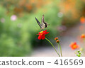 Swallowtail butterfly 416569