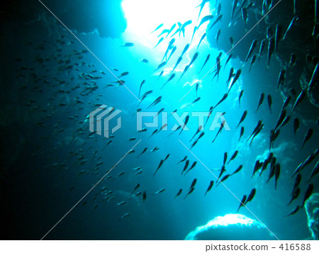 Submarine cavern and tropical fish 416588