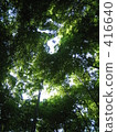  Bamboo grove 416640