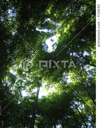  Bamboo grove 416640