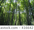  Bamboo grove 416642