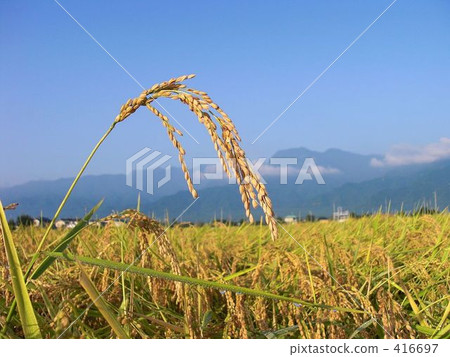 早稻，收穫近在咫尺 416697