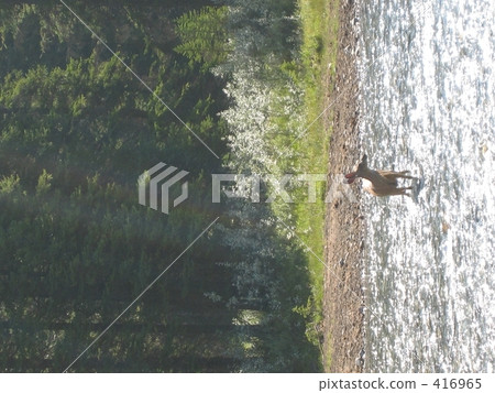 鹿在河裡偎依 416965