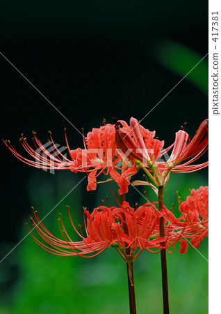 Cluster amaryllis Cluster amaryllis 417381