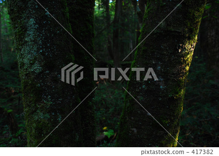 In a dim forest In a dim forest 417382