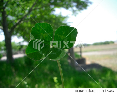 I found a four leaf clover 417383