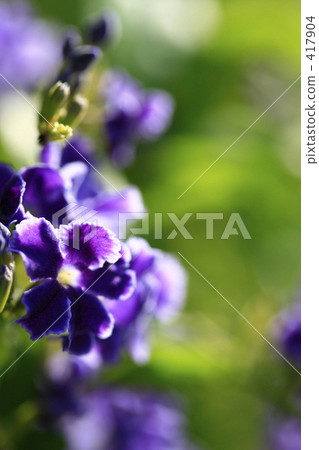 Purple of Duranta through the sun 417904