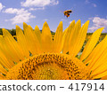 Sunflower with honeybee 417914