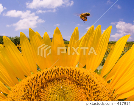 Sunflower with honeybee Sunflower with honeybee 417914