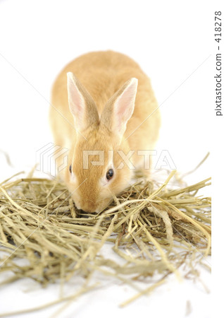 Rabbit  418278