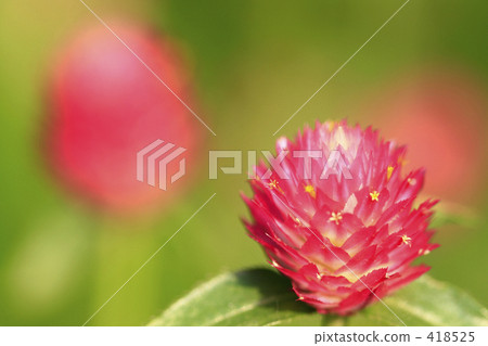 Sengoku taking the sun Sengoku taking the sun 418525