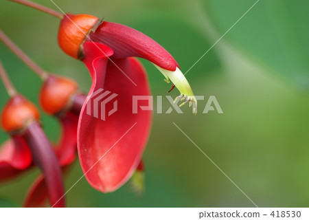 America Deigo 418530