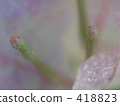 Bougainvillea 418823