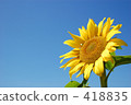 向日葵 418835