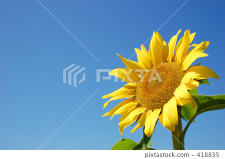 向日葵 418835