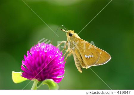 Ichimon dieselis 419047