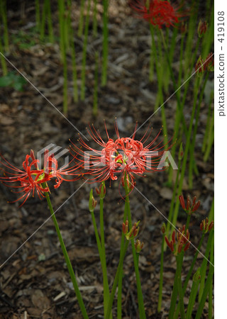 Cluster amaryllis 419108