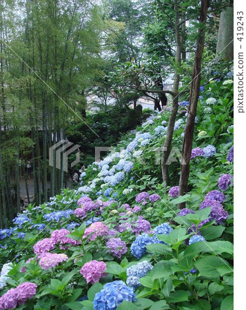 繡球花和竹林 419243