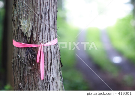 Forest of the plateau: image 419301