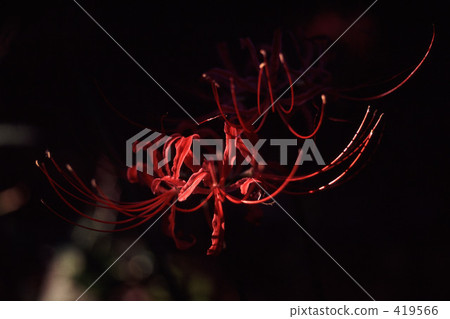 Cluster amaryllis 419566