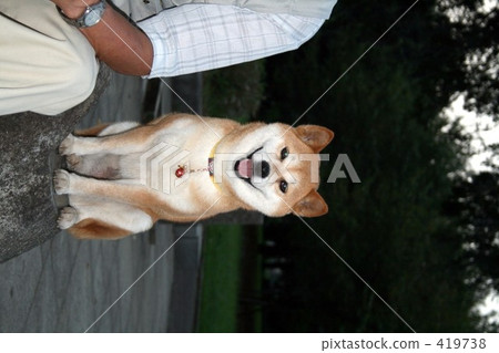 Shiba, brushwood dog, shiba-inu 419738