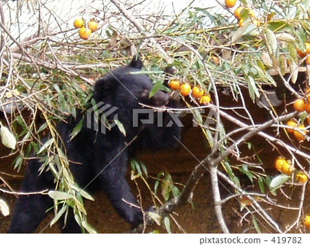 Asian black bears 419782