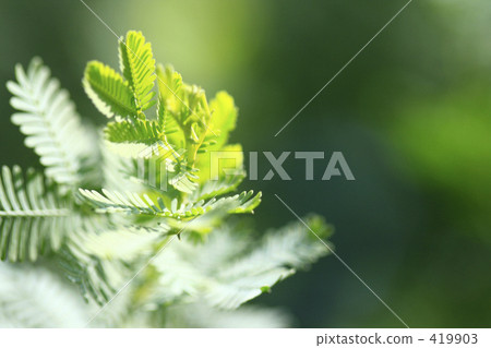 Mimosa sprouts 419903