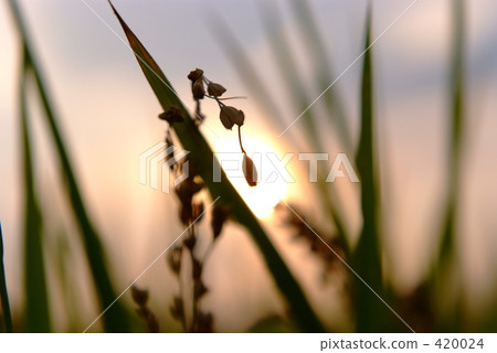 糧食自給率下降 420024