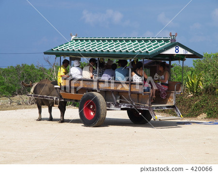 水牛 水牛 420066